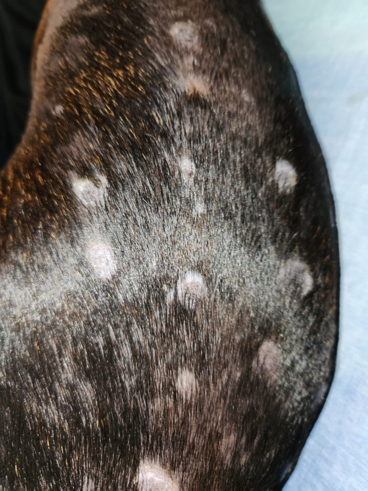 Please help with dog's severe skin problem