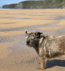 dog-friendly-holidays-cottages-north-cornwall-uk.jpg.png