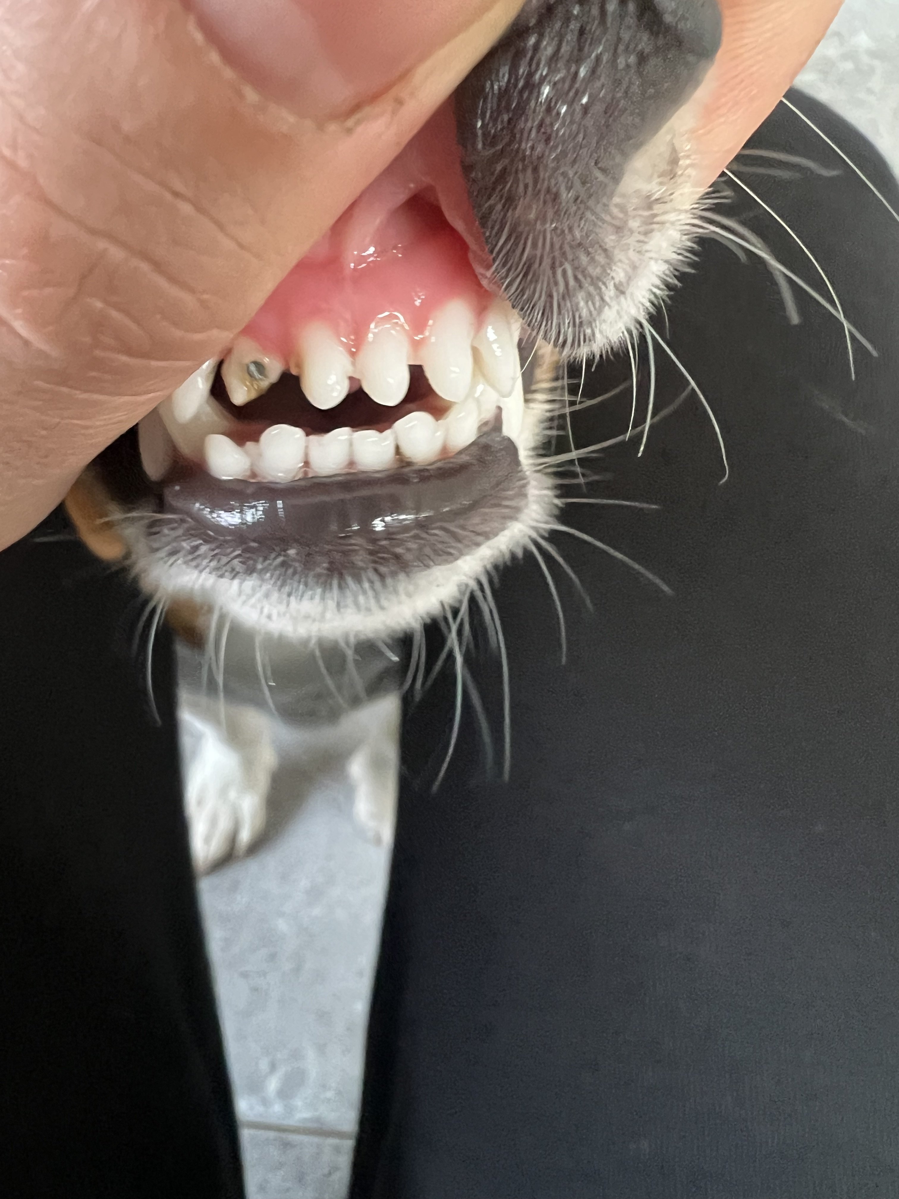 Need help about puppy tooth