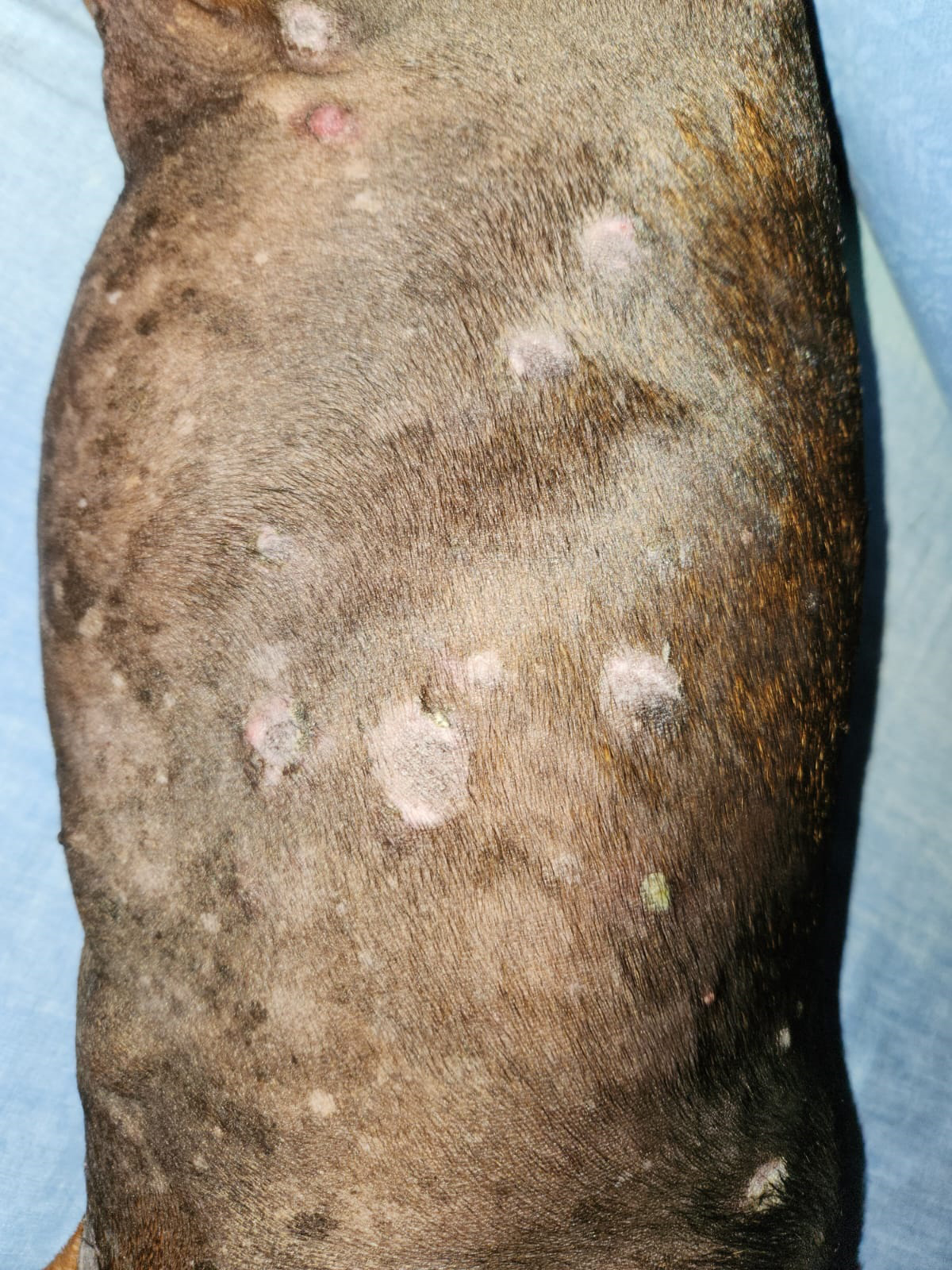 Please help with dog's severe skin problem