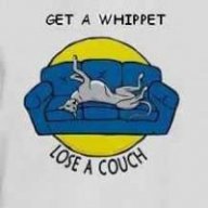 whippetmad